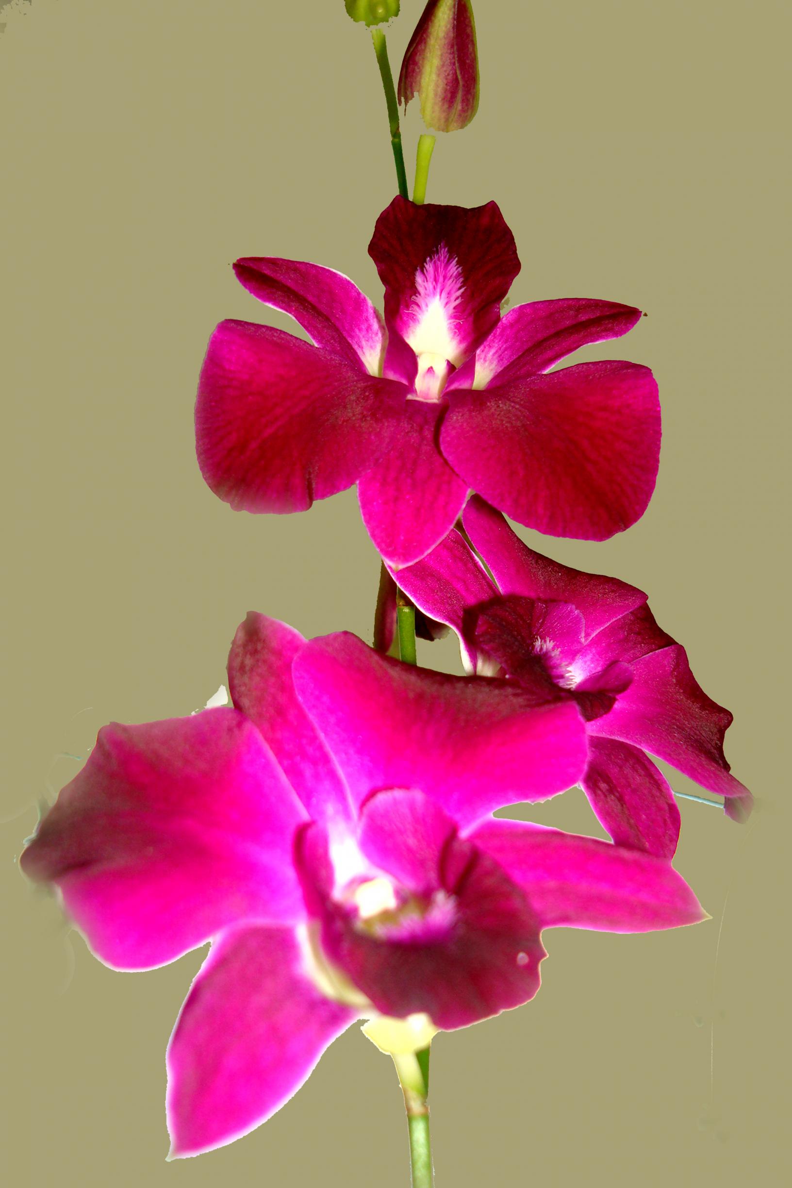 Orchid Flowers of BPATC