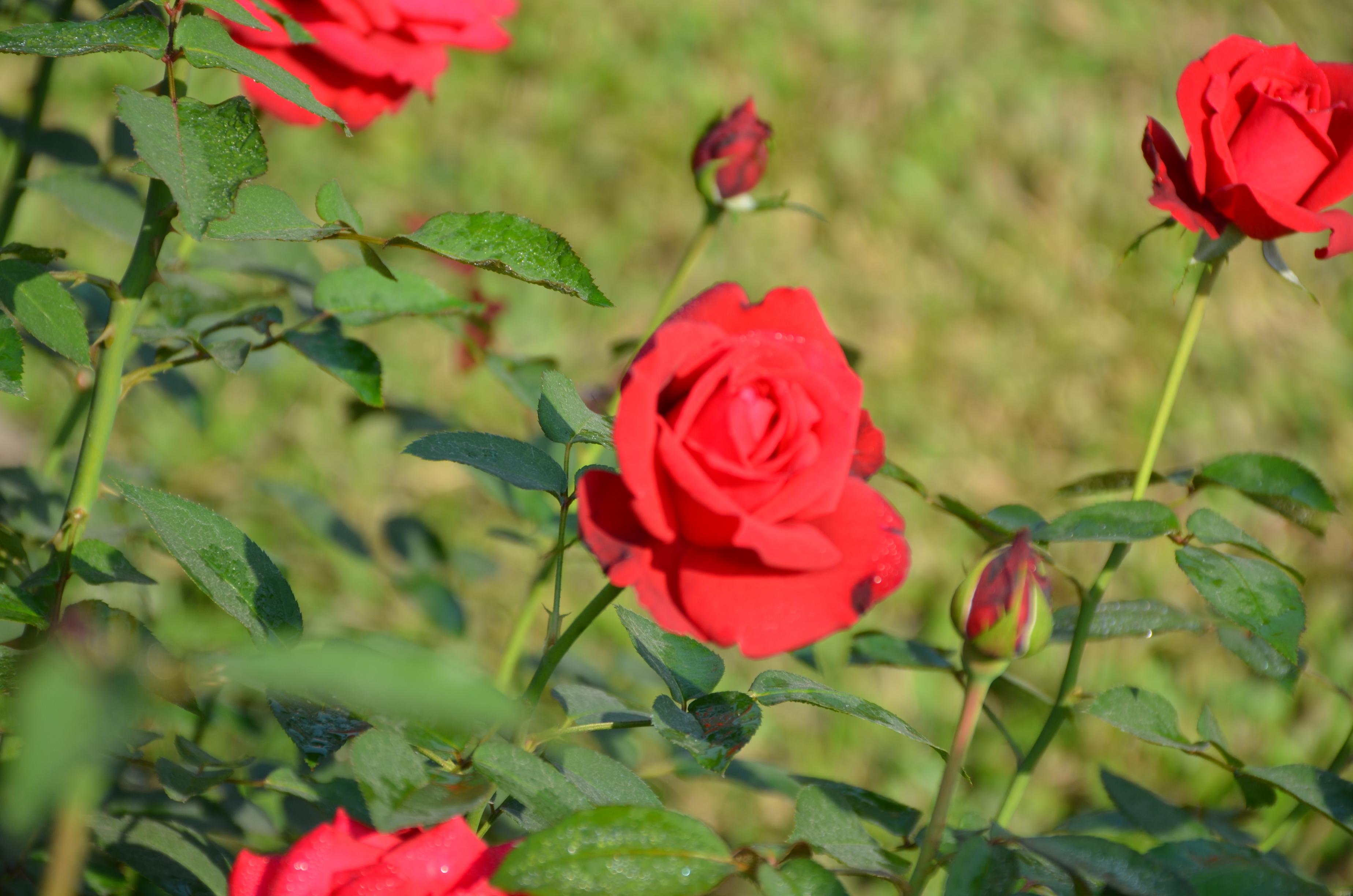 Flowers in BPATC campus