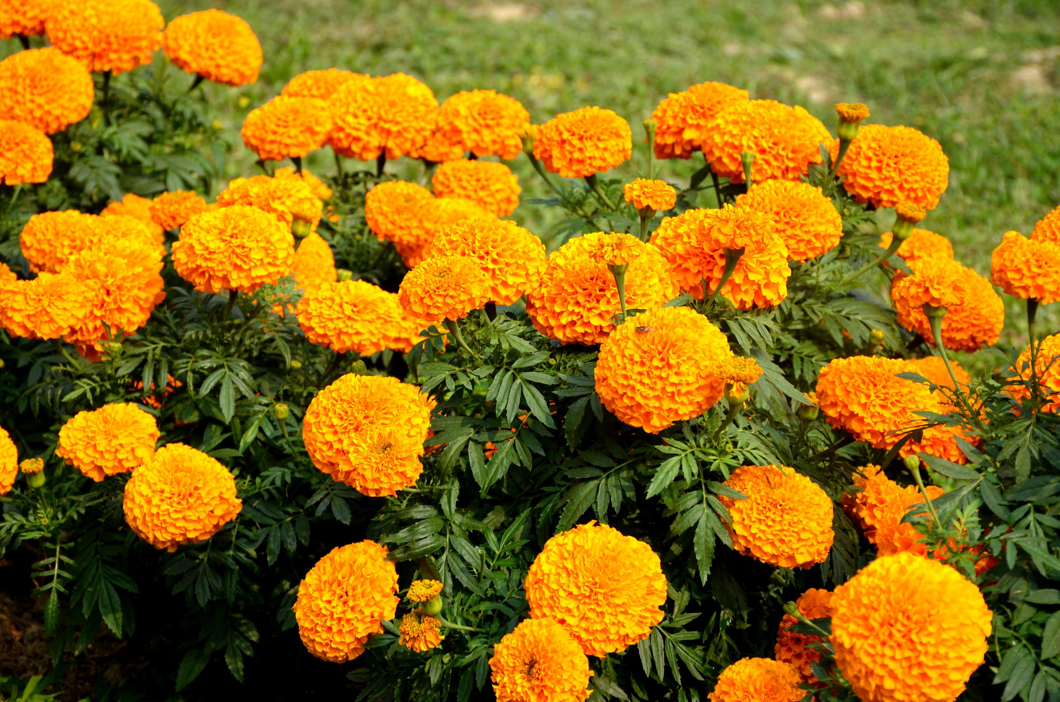 Flowers in BPATC campus